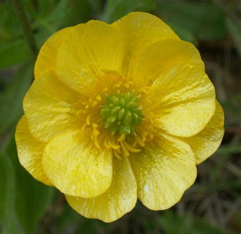 buttercup意思